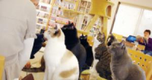 В Японии отмечают День кошек и День ниндзя