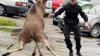Норвежский охотник одним выстрелом убил двух лосей в зоопарке