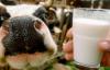 Эстонская молочная отрасль на грани уничтожения, считает съезд фермеров