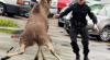 Норвежский охотник одним выстрелом убил двух лосей в зоопарке