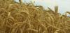 Цены на пшеницу в Париже упали до минимума с 2010 года 11.02.2016